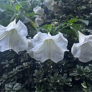 Meet your Posher, Yamila